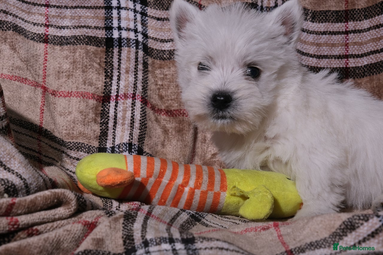 West Highland Terrier dogs for sale in Lampeter - Advert 1