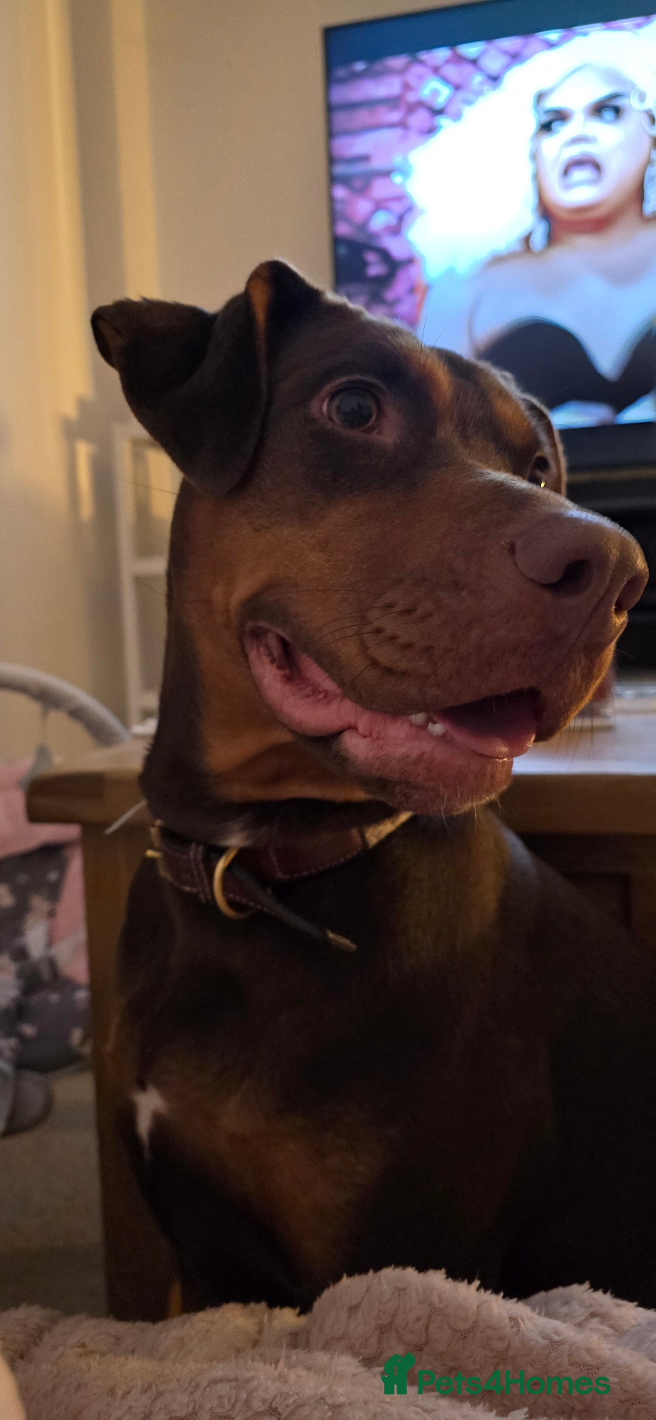 Dobermann dogs for sale in Doncaster - Advert 1