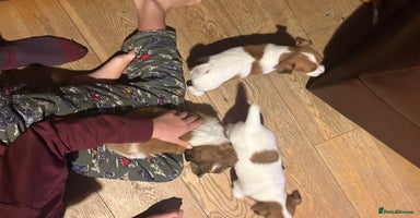 Jack Russell dogs for sale in Whitby - Advert 14