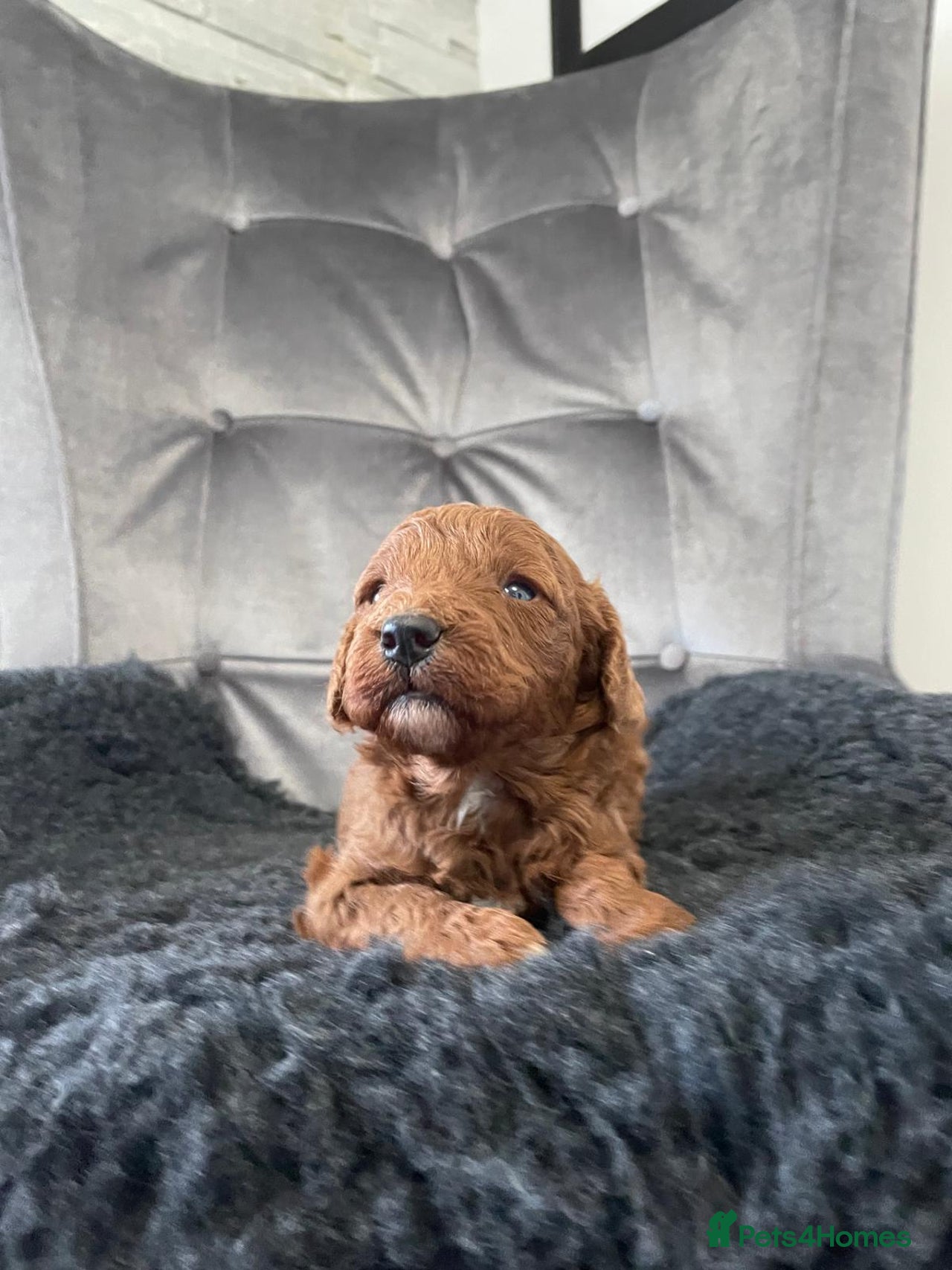 Miniature Poodle dogs for sale in Newark - Advert 1