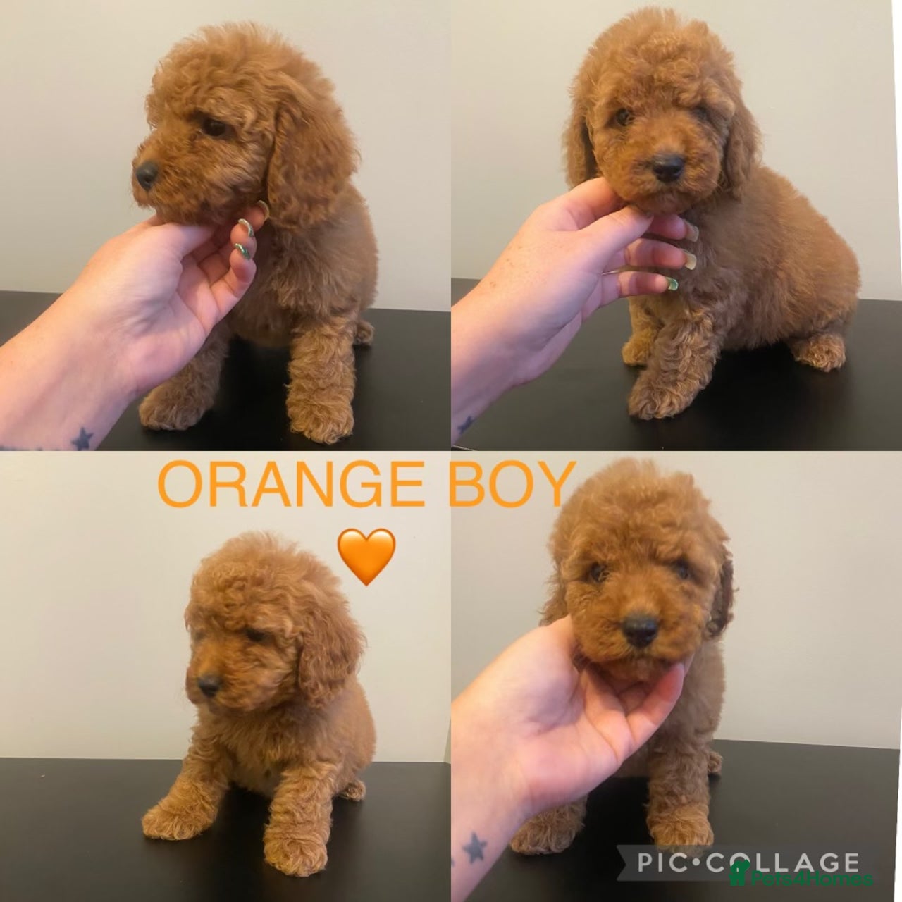 Cockapoo dogs for sale in Sunderland - Advert 3