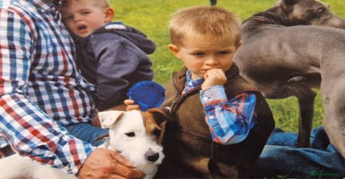 Jack Russell dogs for sale in North Tawton - Advert 7