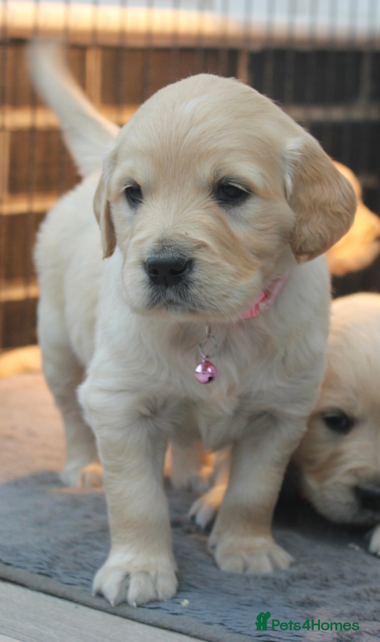 Golden Retriever dogs for sale in Garndolbenmaen - Advert 4