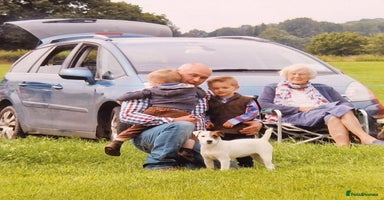 Jack Russell dogs for sale in North Tawton - Advert 7