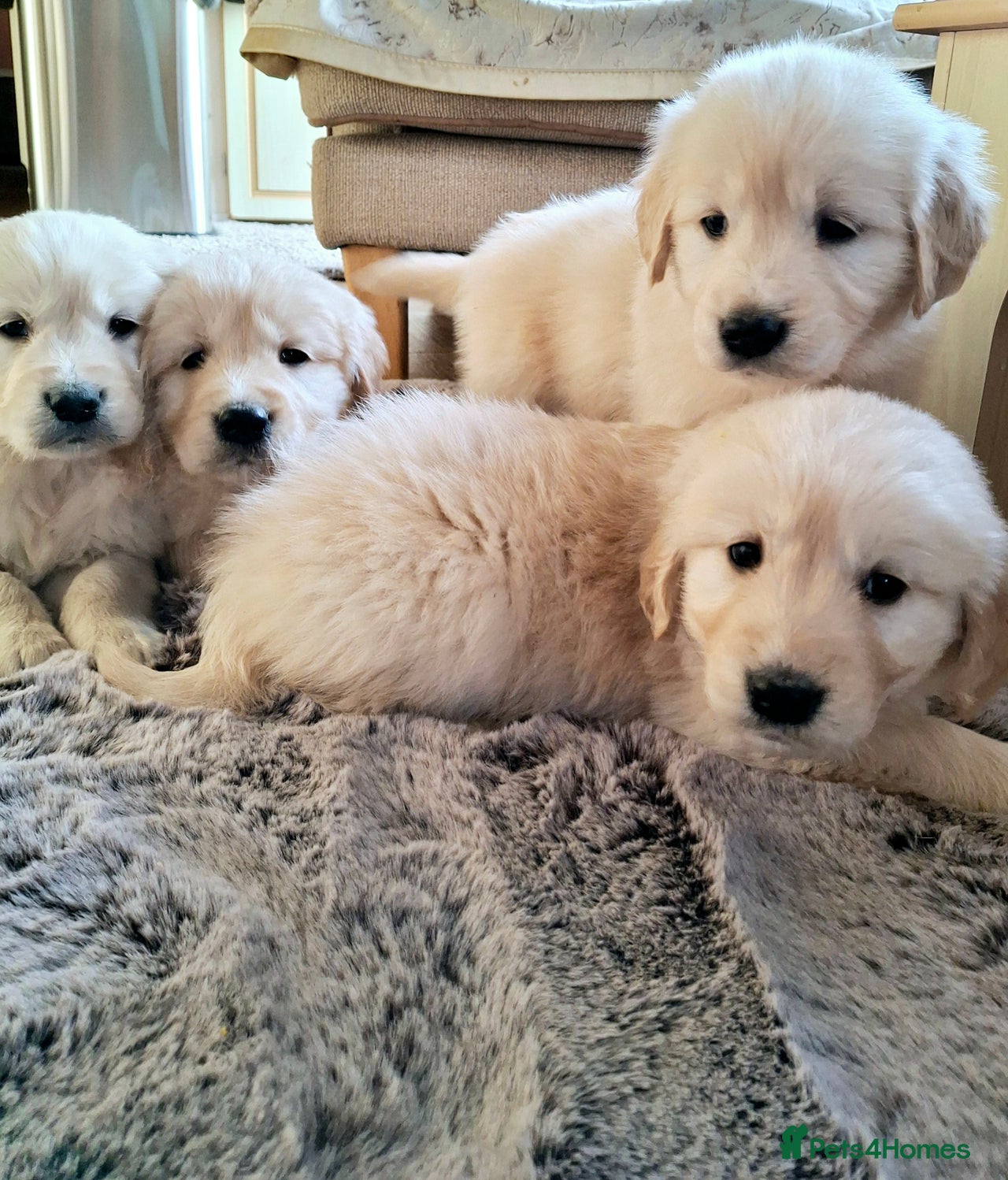 Golden Retriever dogs for sale in Bishop Auckland - Advert 11