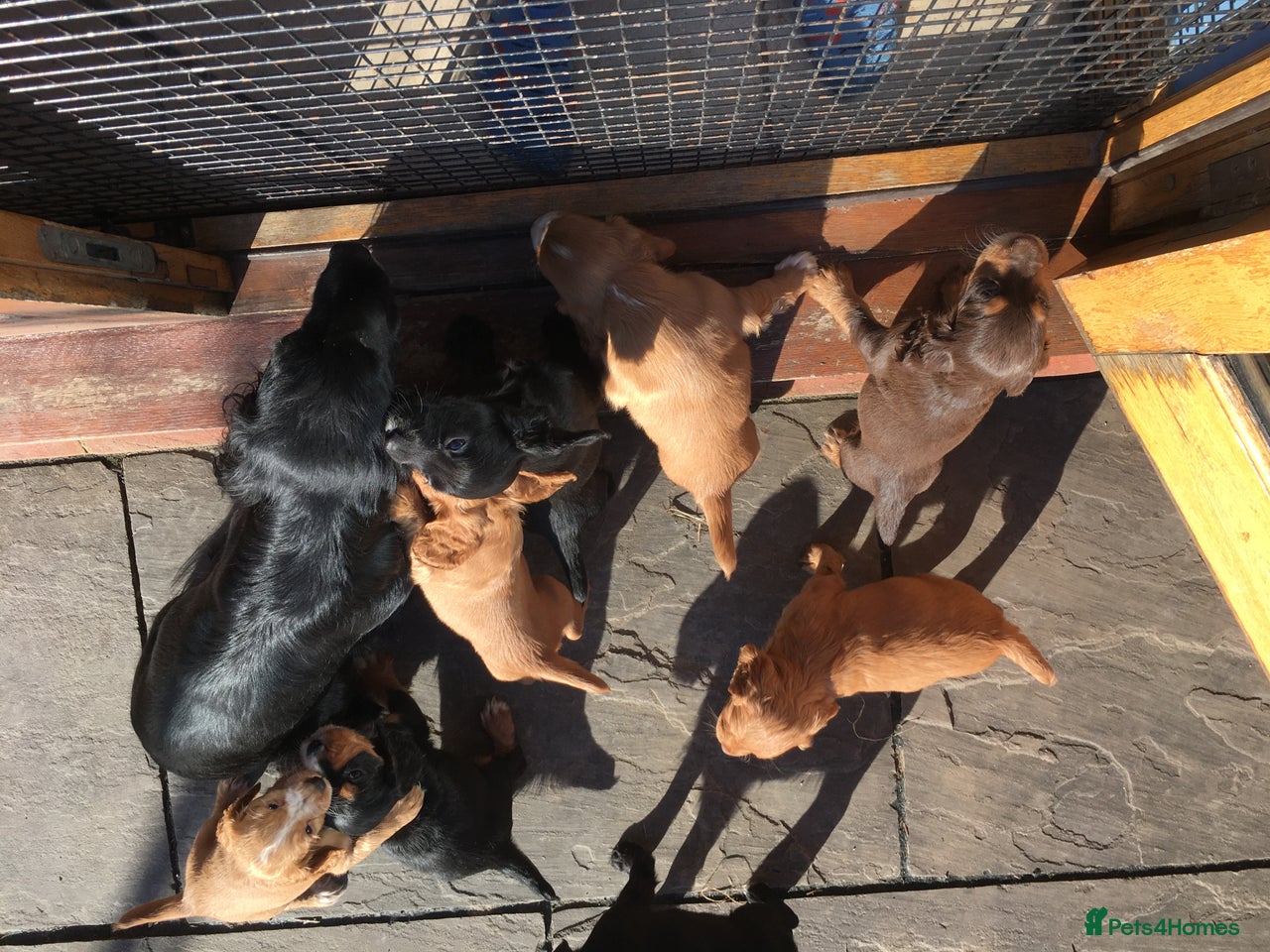 Cocker Spaniel dogs for sale in Lewes - Advert 14