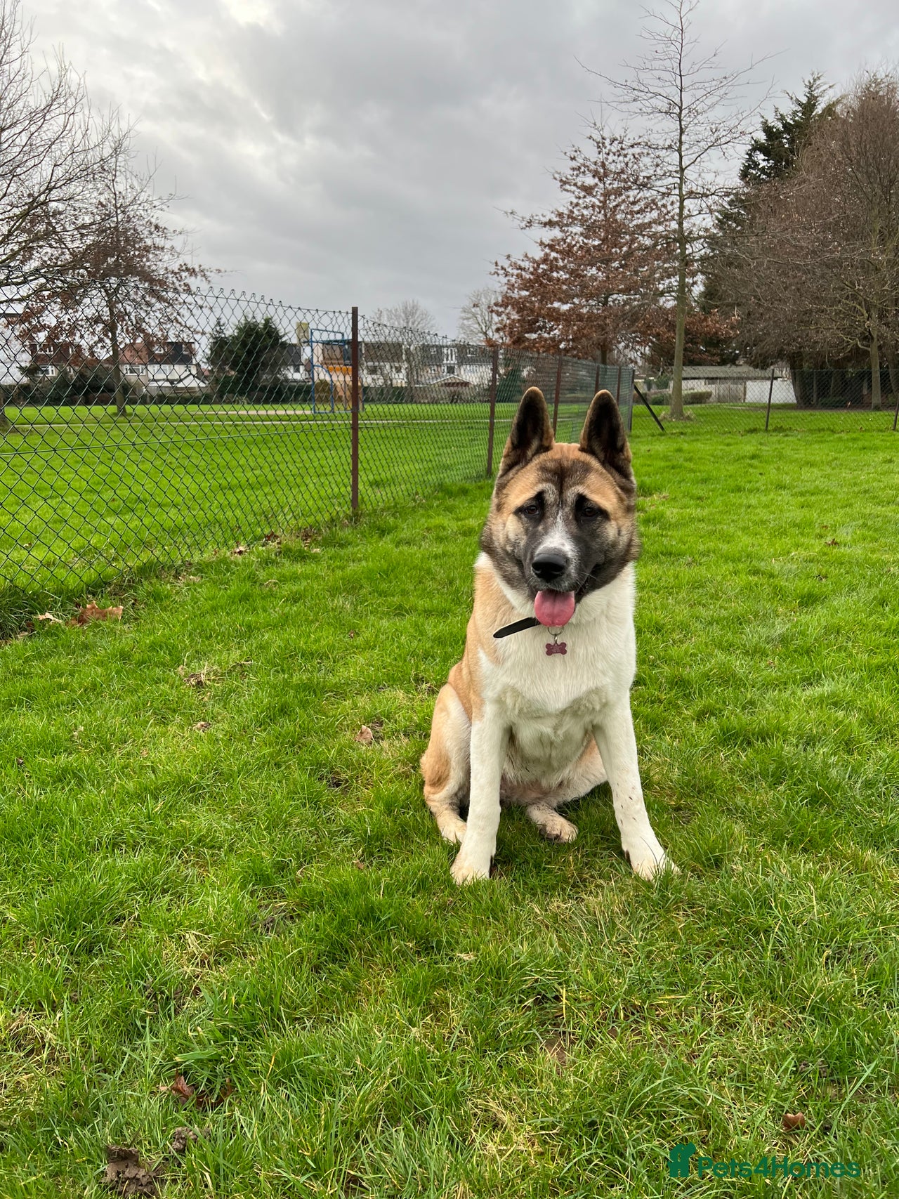 Akita dogs for sale in Northolt - Advert 10