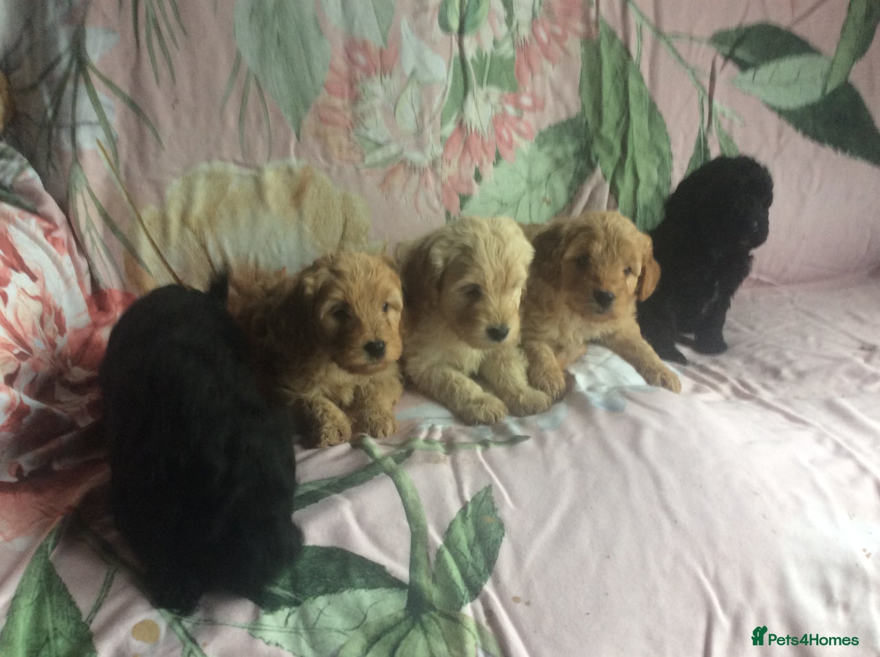 Cockapoo dogs for sale: gorgeous mixed litter of cockapoos  in Diss - Image 2