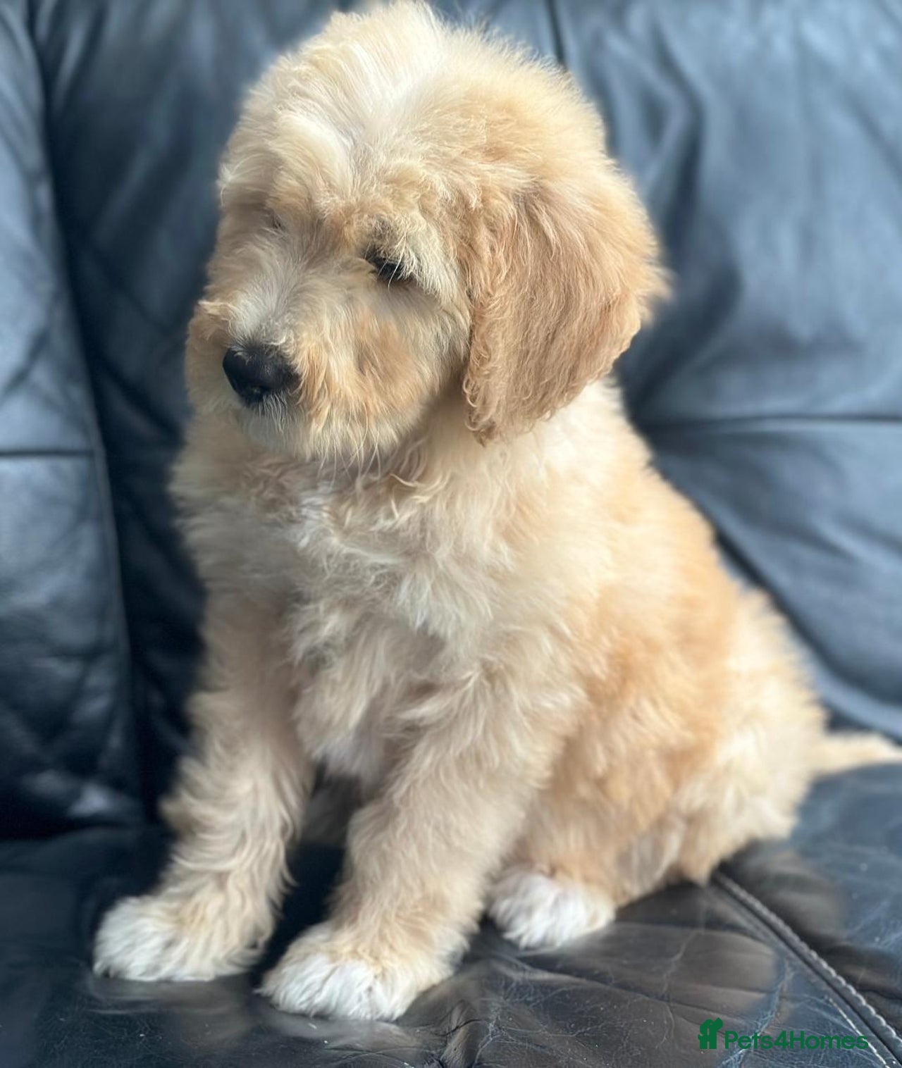 Goldendoodle dogs for sale in Stoke-on-Trent - Advert 5