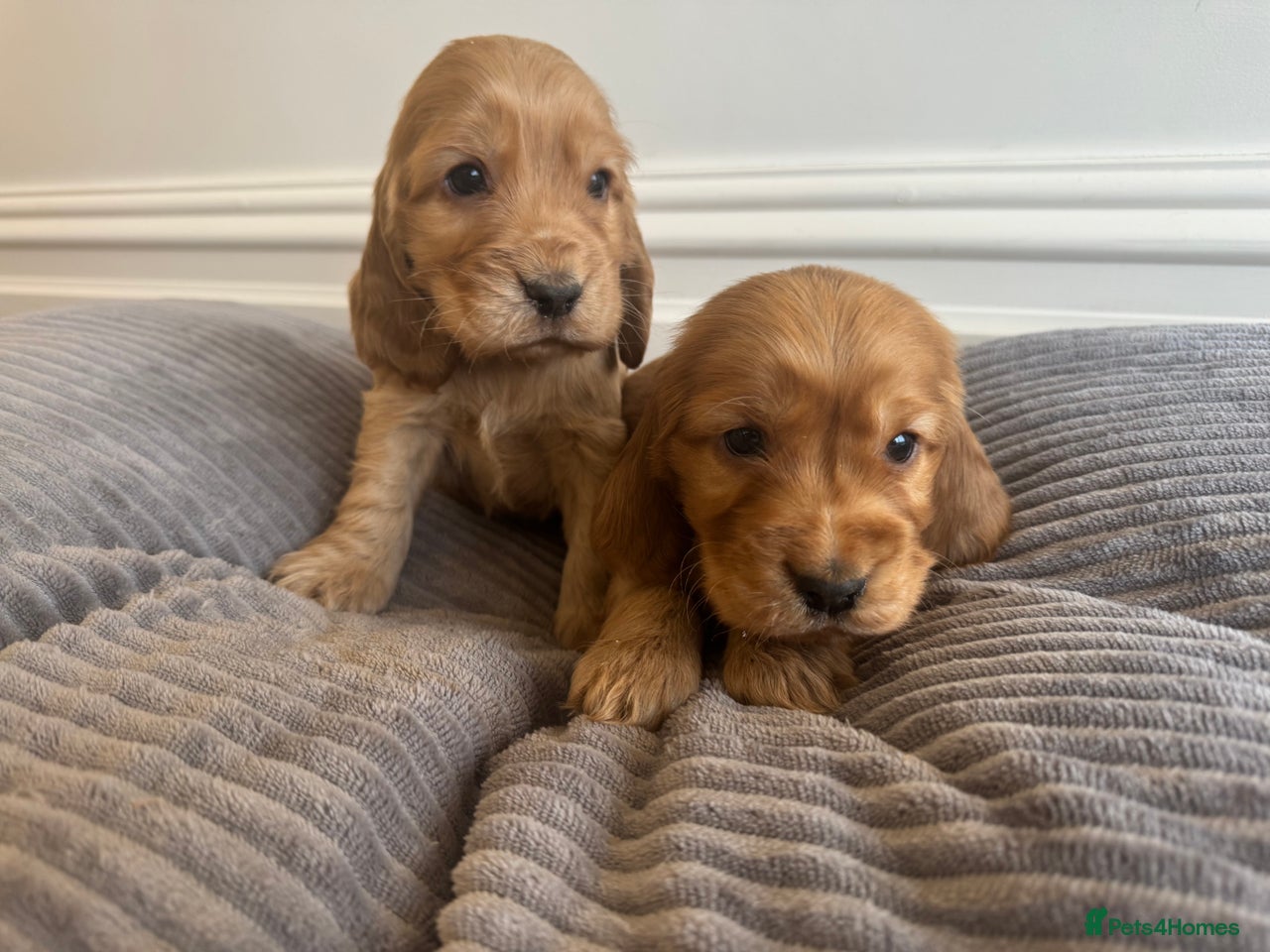 Cocker Spaniel dogs for sale in Crewe - Advert 1