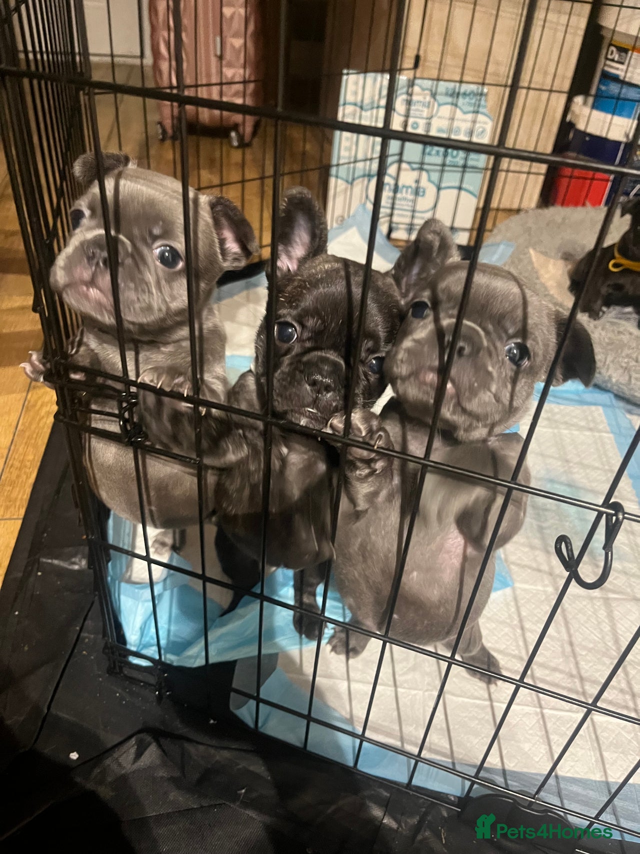 French Bulldog dogs for sale in Hyde - Advert 16