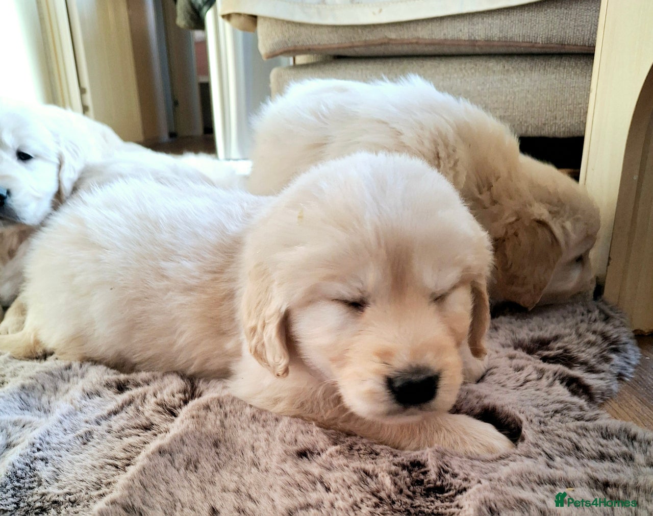 Golden Retriever dogs for sale in Bishop Auckland - Advert 11