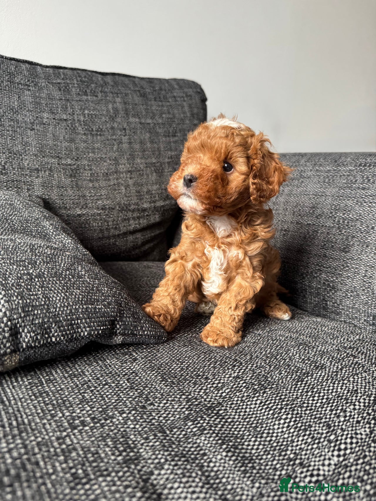 Cavapoo dogs for sale in Stockport - Advert 6