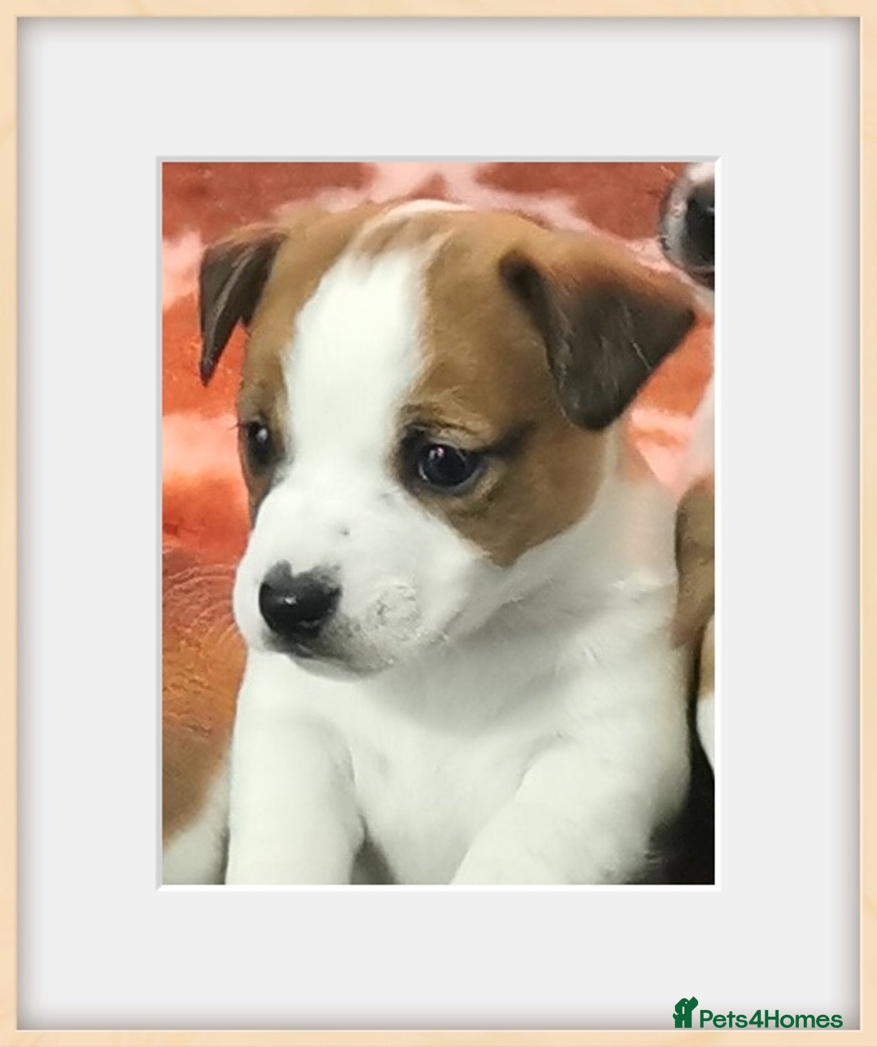 Jack Russell dogs for sale in Clitheroe - Advert 3