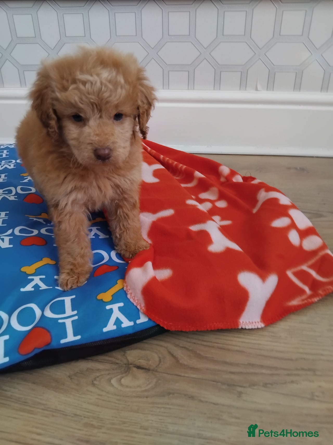 Cockapoo dogs for sale in Winsford - Advert 16