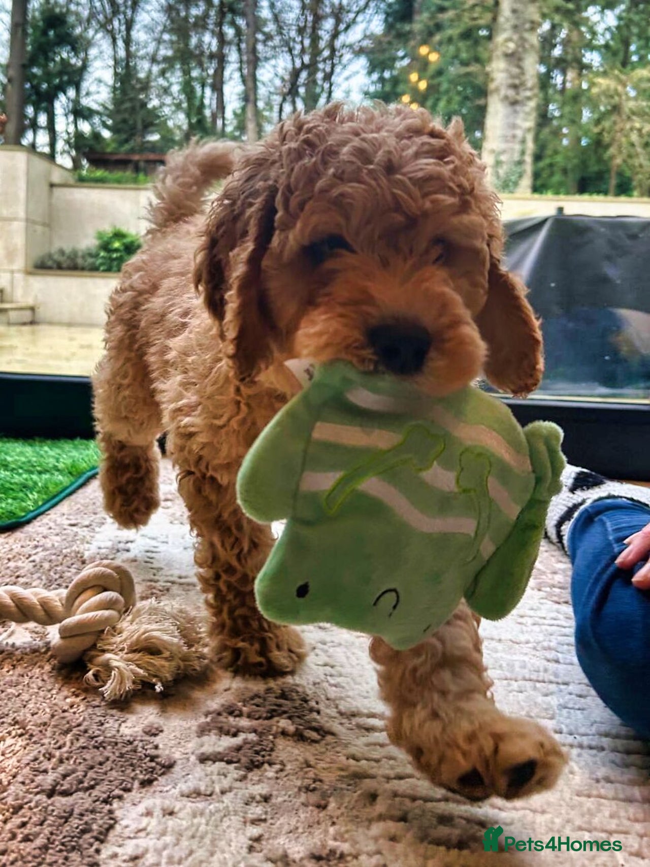 Australian Labradoodle dogs for sale in Ormskirk - Advert 9