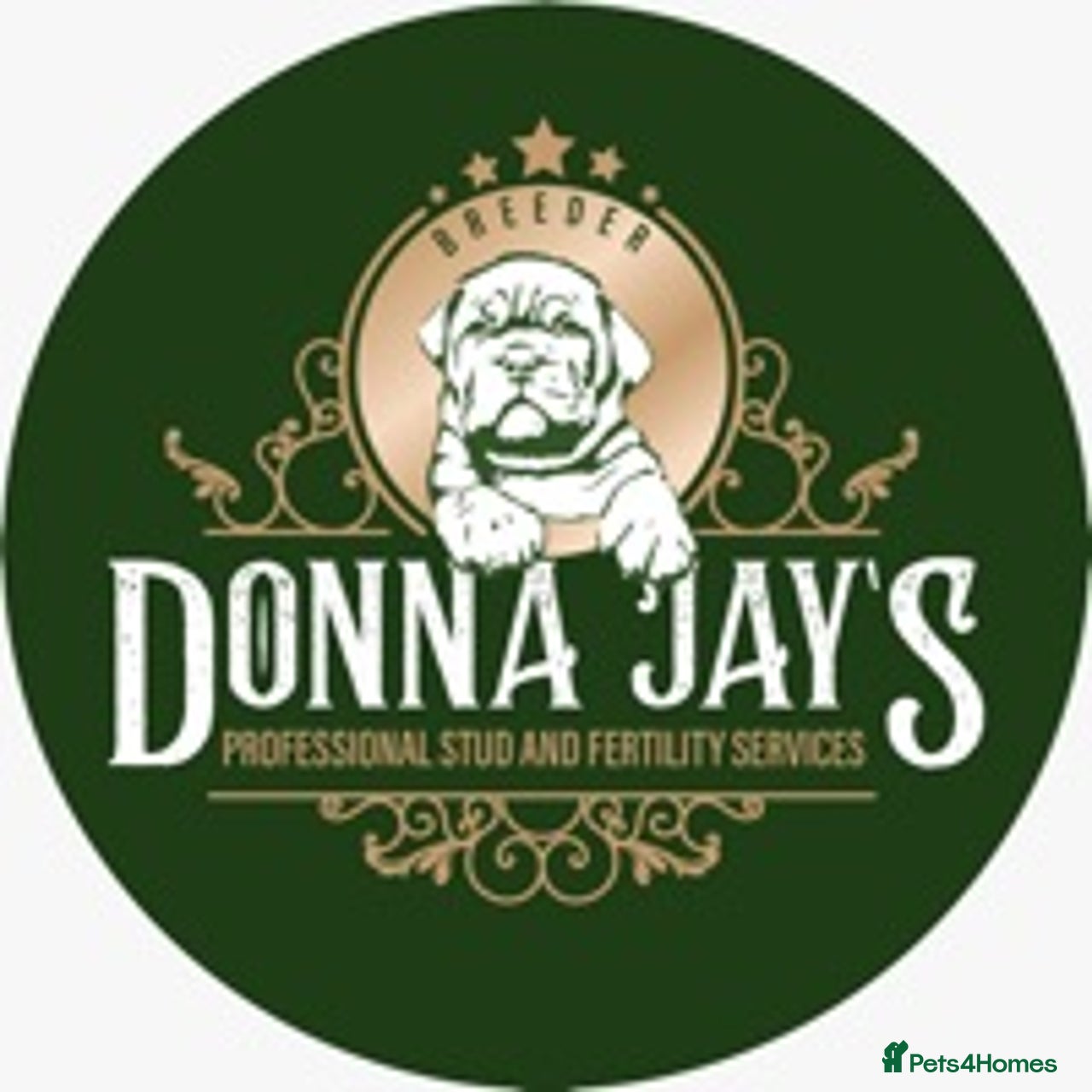 Donnajays Bordeauxs Ltd Cavapoo ckc