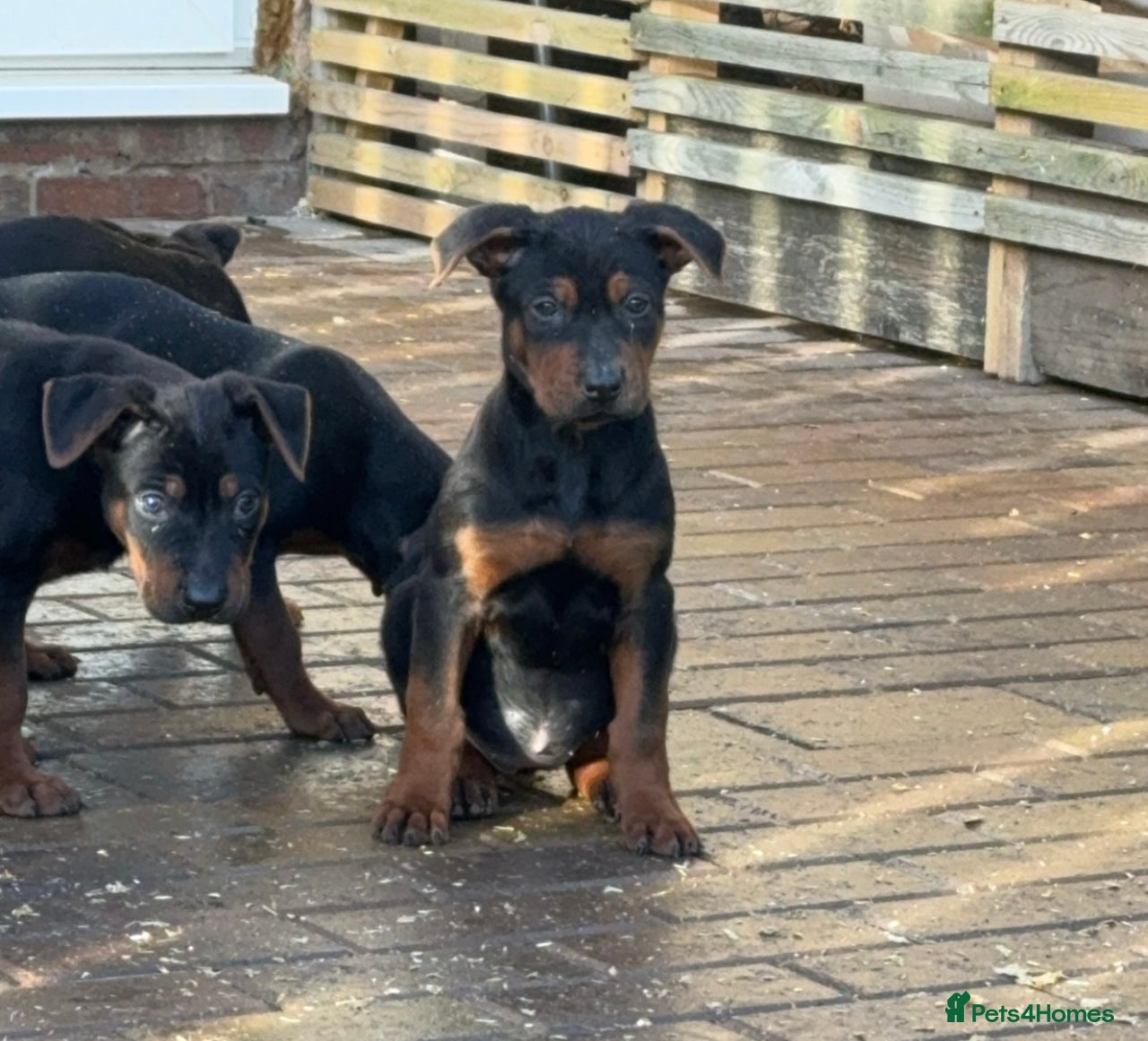 Mixed Breed dogs for sale in Hartlepool - Advert 2