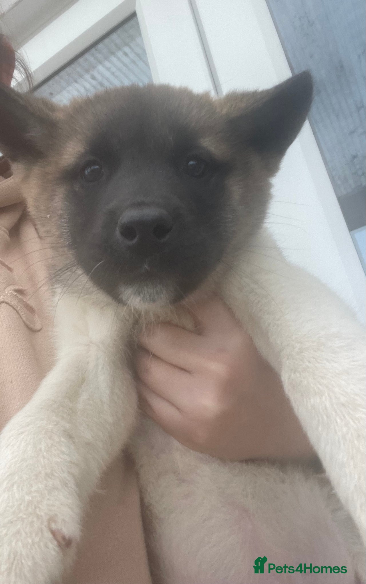 Akita dogs for sale in Sheerness - Advert 3