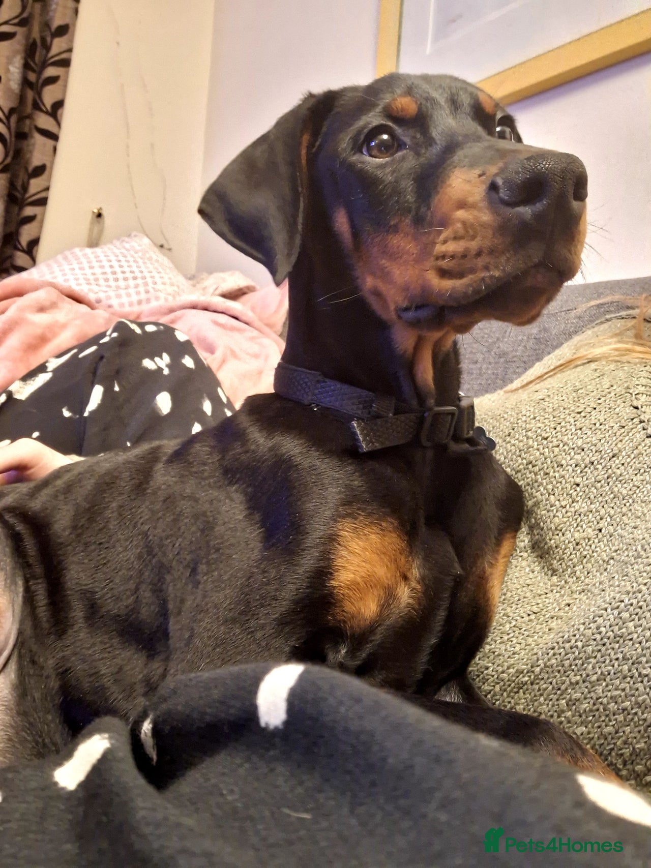 Dobermann dogs for sale in Nottingham - Advert 2