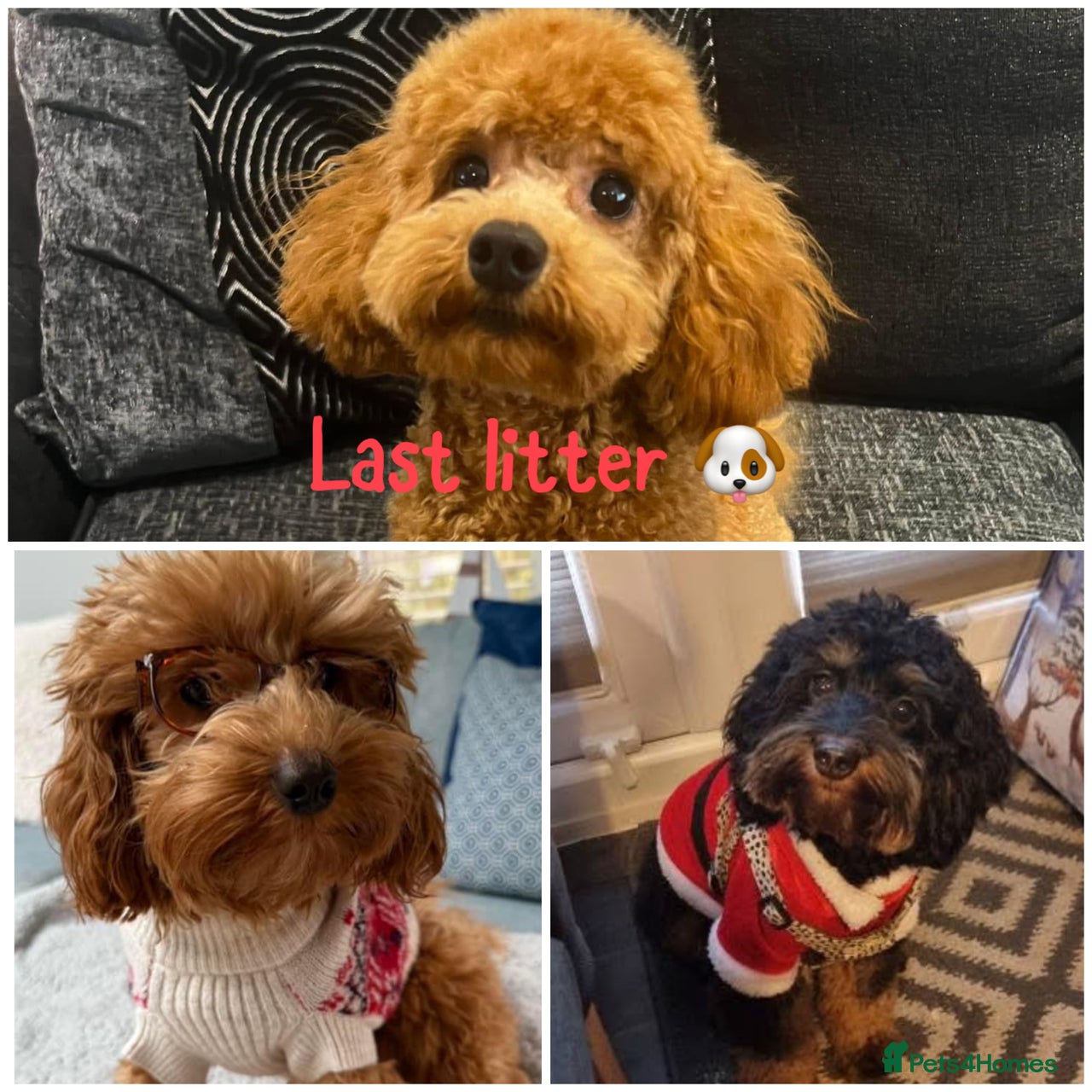 Cavapoo dogs for sale in Worksop - Advert 1