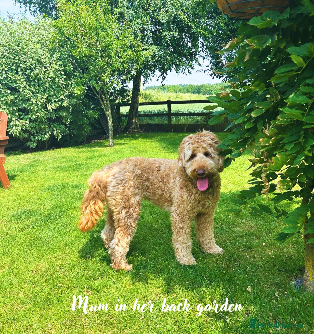 Australian Labradoodle dogs for sale in Ormskirk - Advert 9