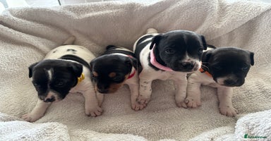 Jack Russell dogs for sale in Macclesfield - Advert 5