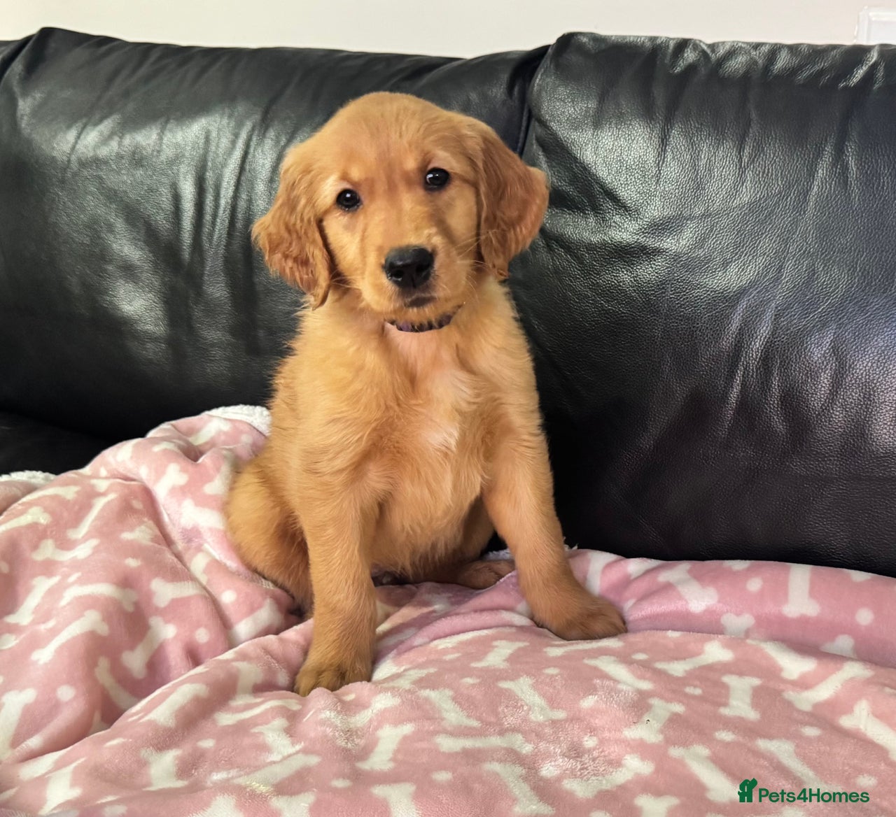 Golden Retriever dogs for sale in Peterborough - Advert 2