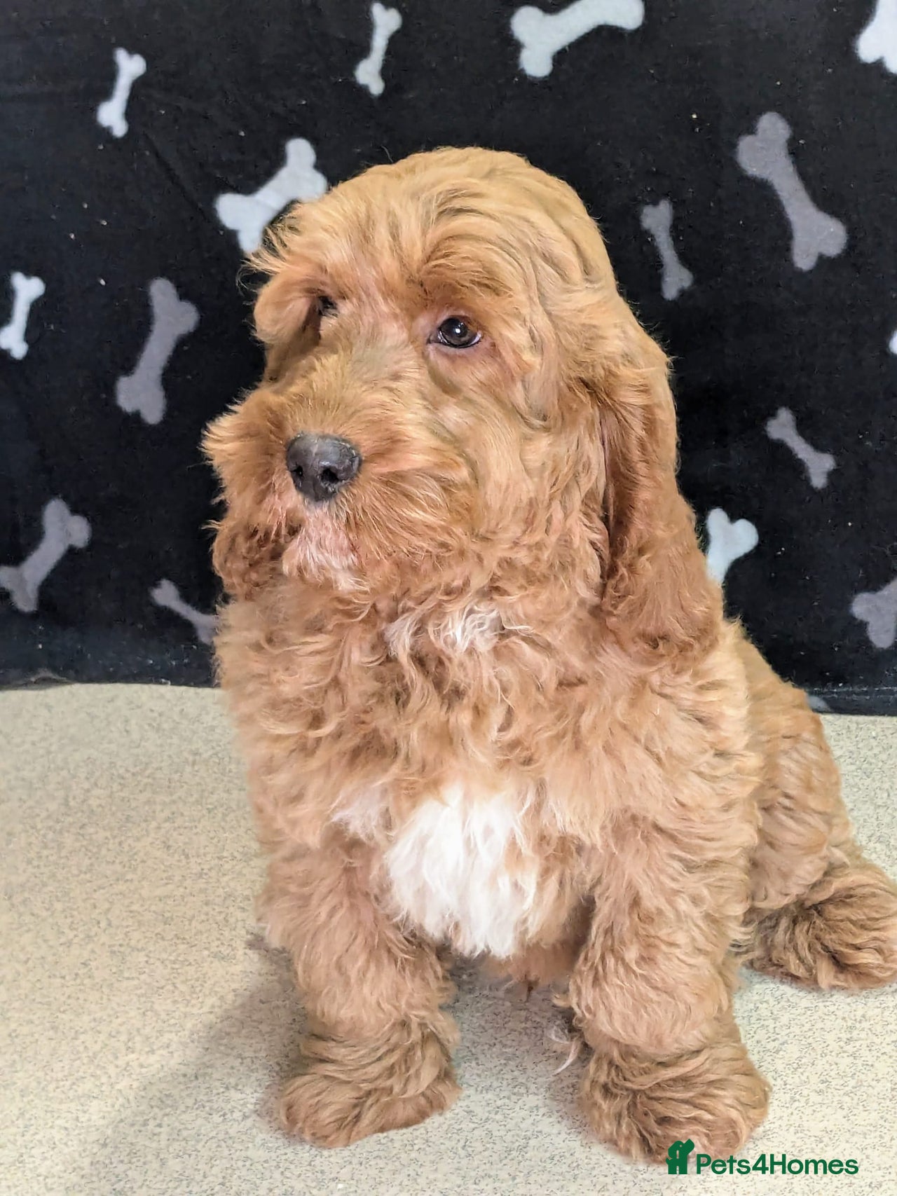 Cockapoo dogs for sale in Whitland - Advert 5