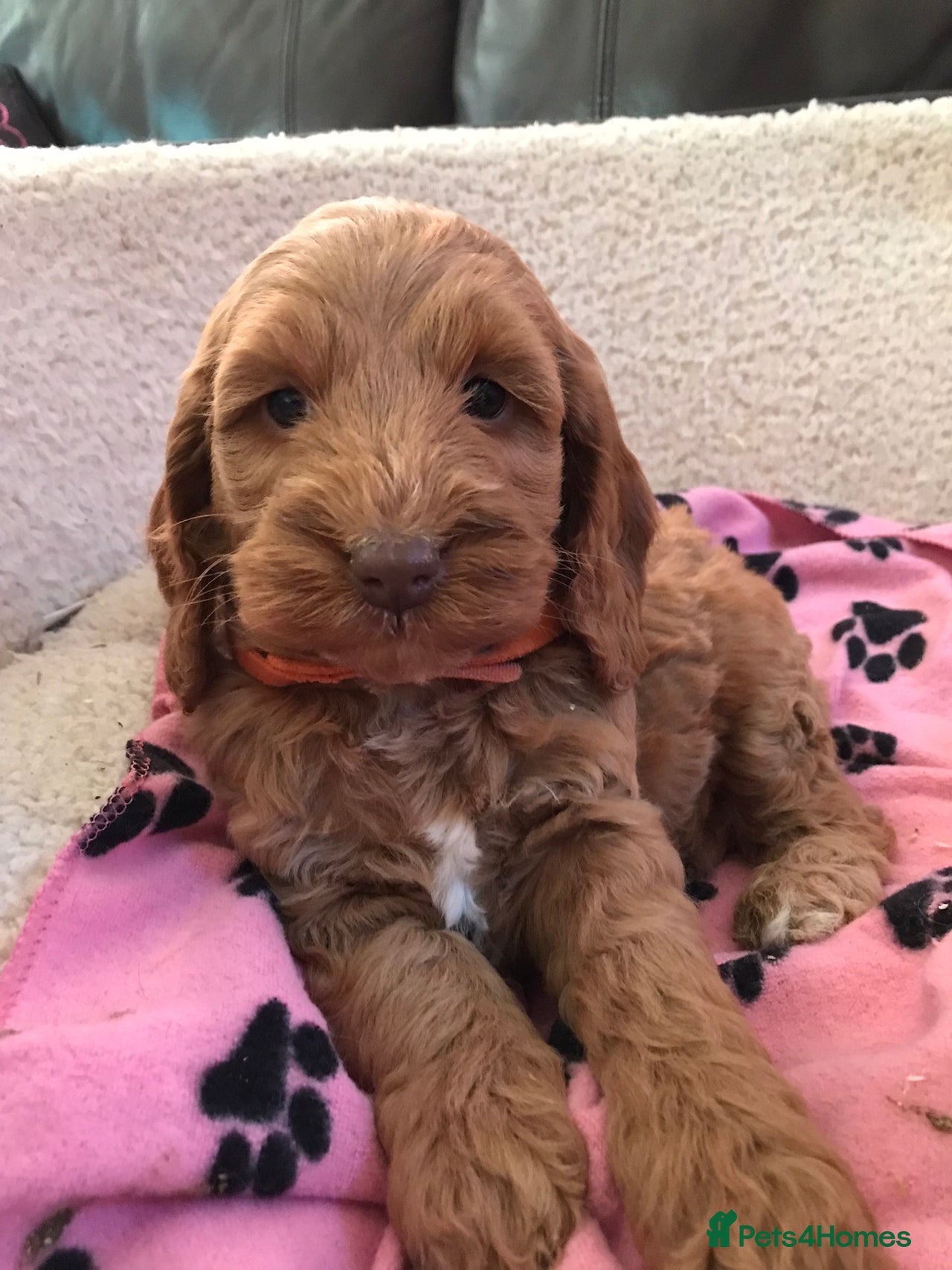 Cockapoo dogs for sale in Carmarthen - Advert 8