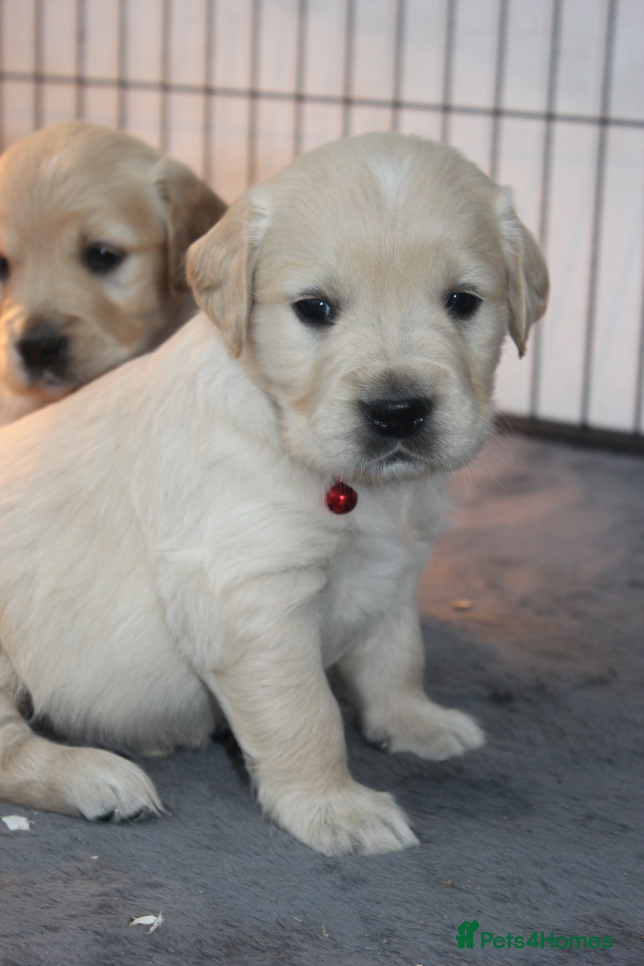 Golden Retriever dogs for sale in Garndolbenmaen - Advert 4