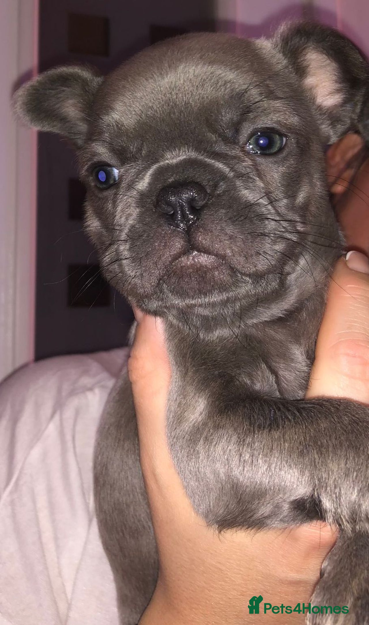 French Bulldog dogs for sale in Hyde - Advert 16