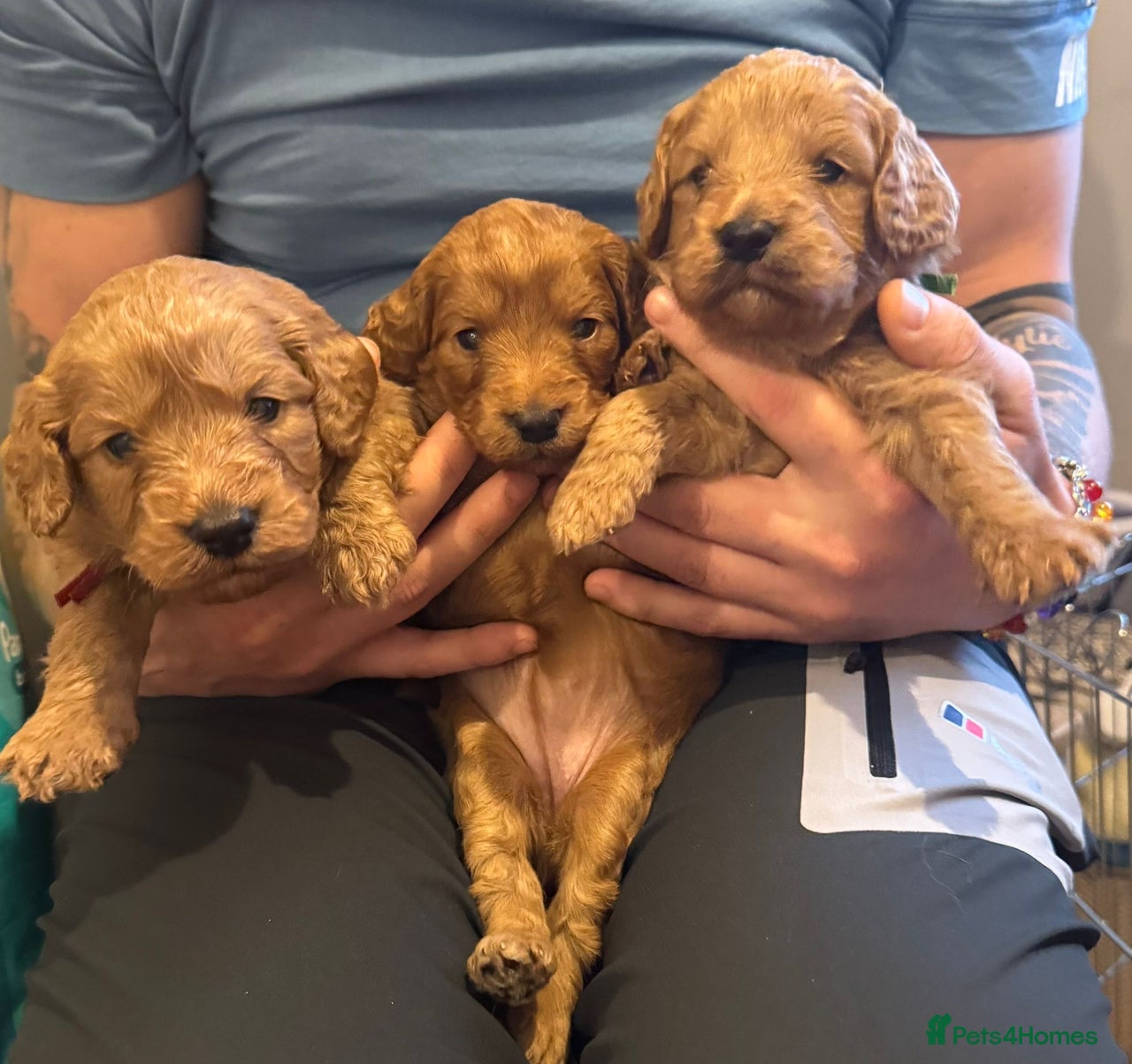 Cockapoo dogs for sale in Leeds - Advert 4