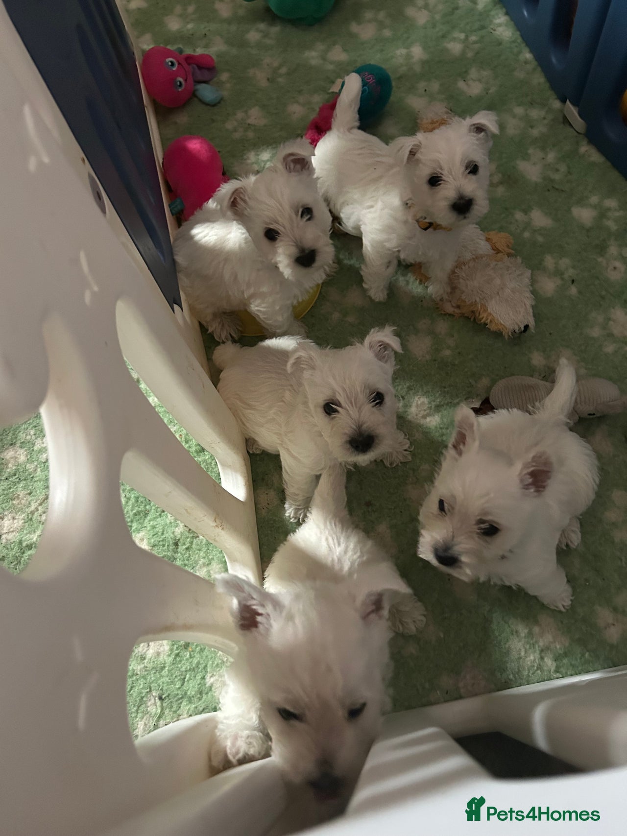 West Highland Terrier dogs for sale in Worksop - Advert 8