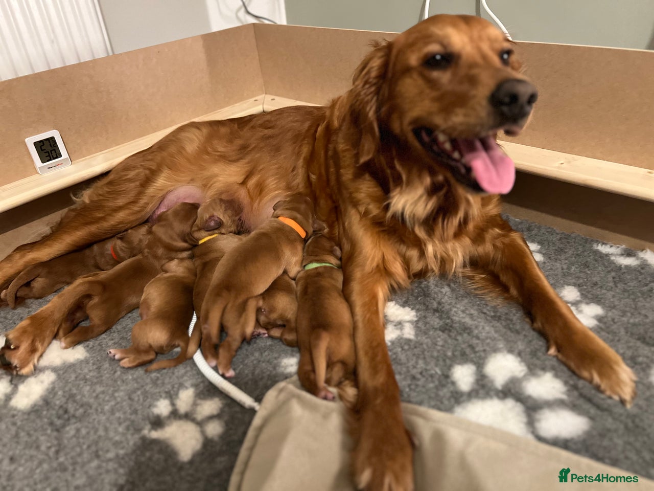 Golden Retriever dogs for sale in Bradford - Advert 1