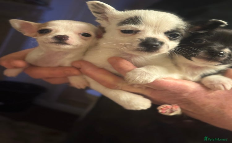 Jack Russell dogs for sale in Bristol - Advert 3