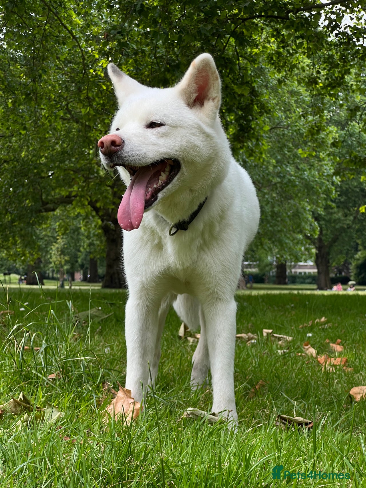 Akita dogs for sale in London - Advert 9