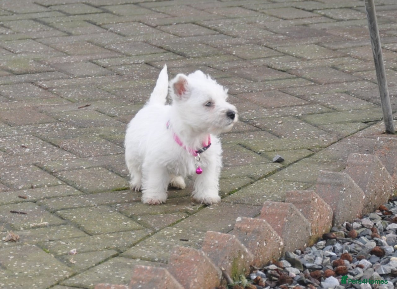 West Highland Terrier dogs for sale in Aberystwyth - Advert 9