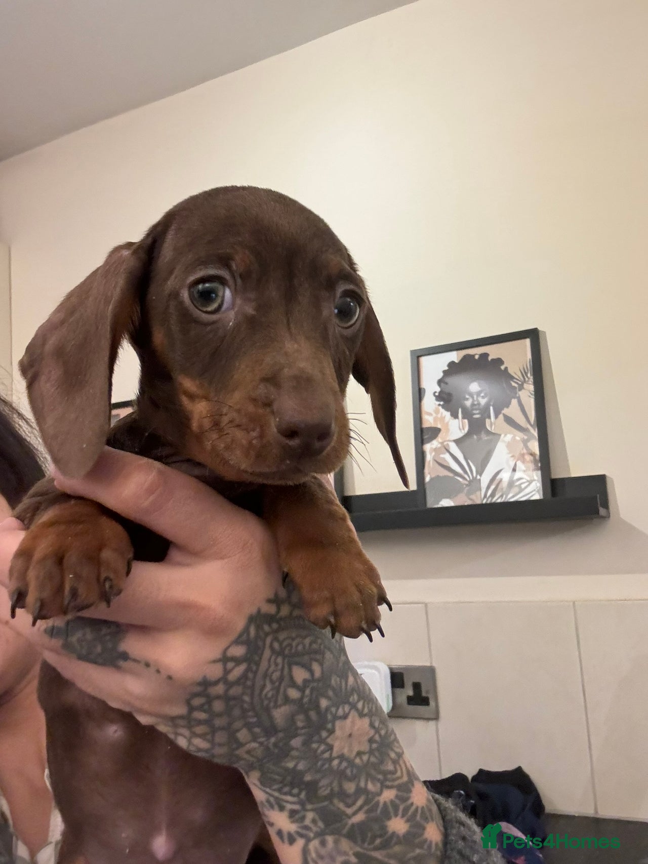 Miniature Dachshund dogs for sale in Alfreton - Advert 4