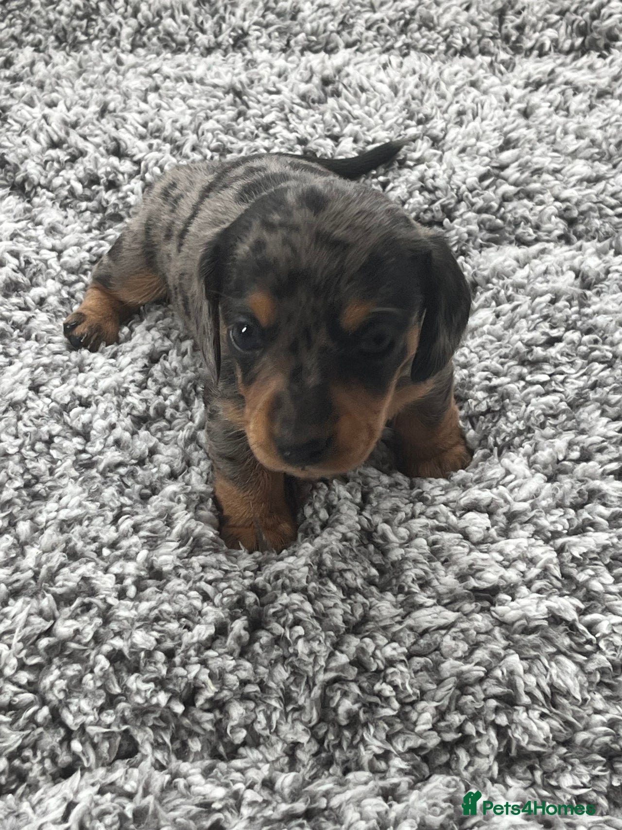 Miniature Dachshund dogs for sale in Lincoln - Advert 10