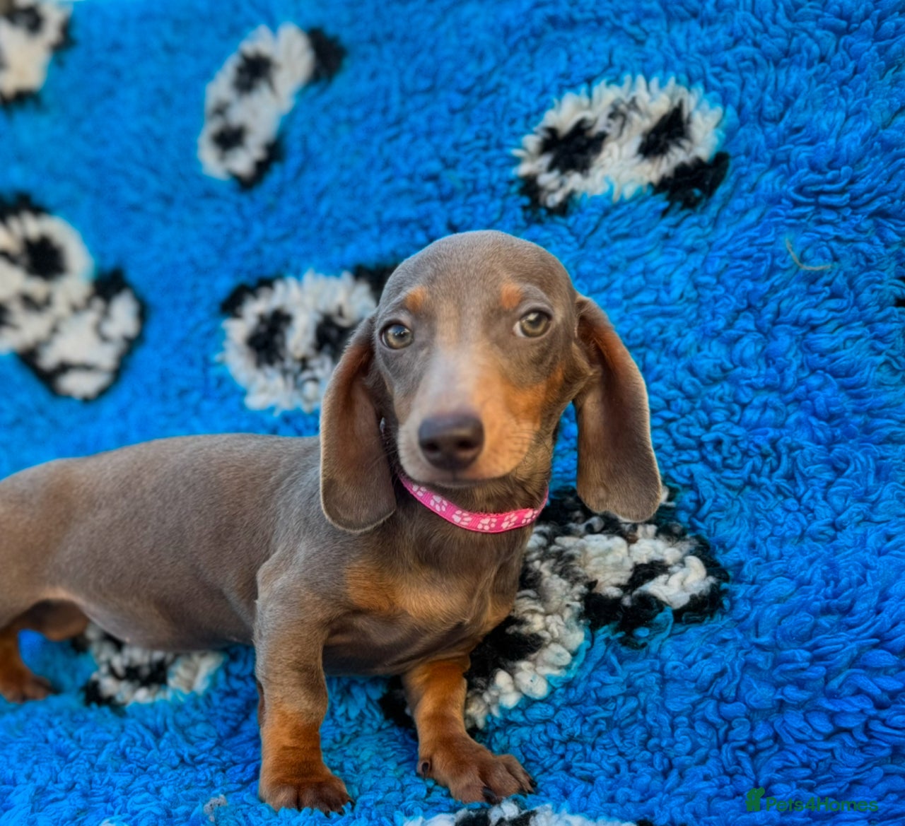 Miniature Dachshund dogs for sale in Rotherham - Advert 14