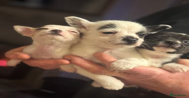 Jack Russell dogs for sale in Bristol - Advert 3