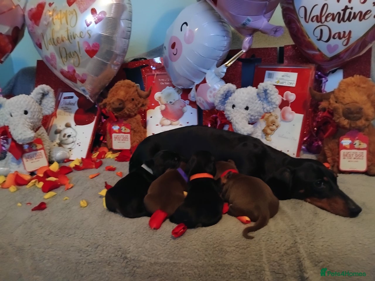 Miniature Dachshund dogs for sale in Burton-on-Trent - Advert 3