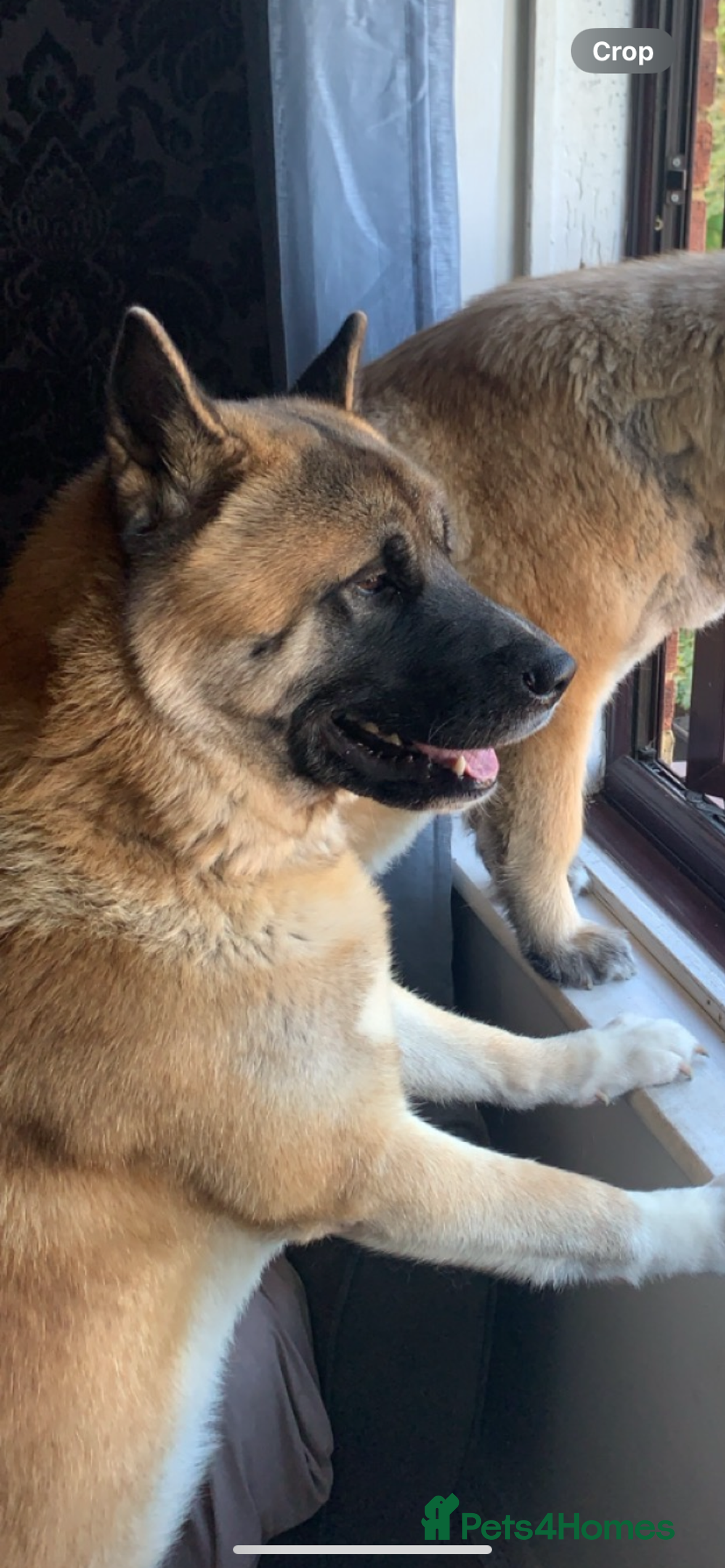 Akita dogs for sale in Slough - Advert 4