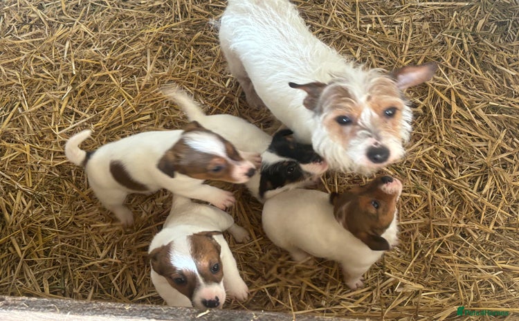 Jack Russell dogs for sale in Leamington Spa - Advert 2