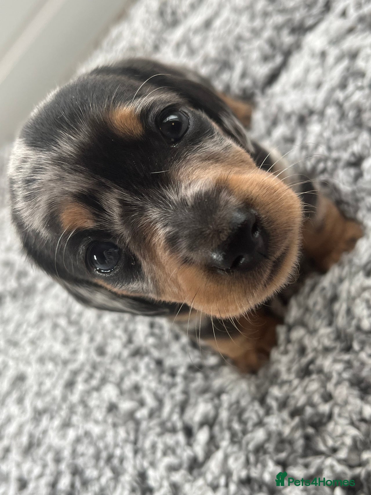 Miniature Dachshund dogs for sale in Lincoln - Advert 10