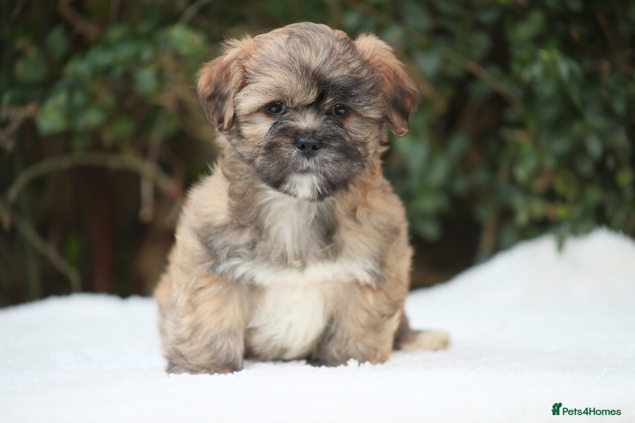 Lhasa Apso dogs for sale in Leeds - Advert 4