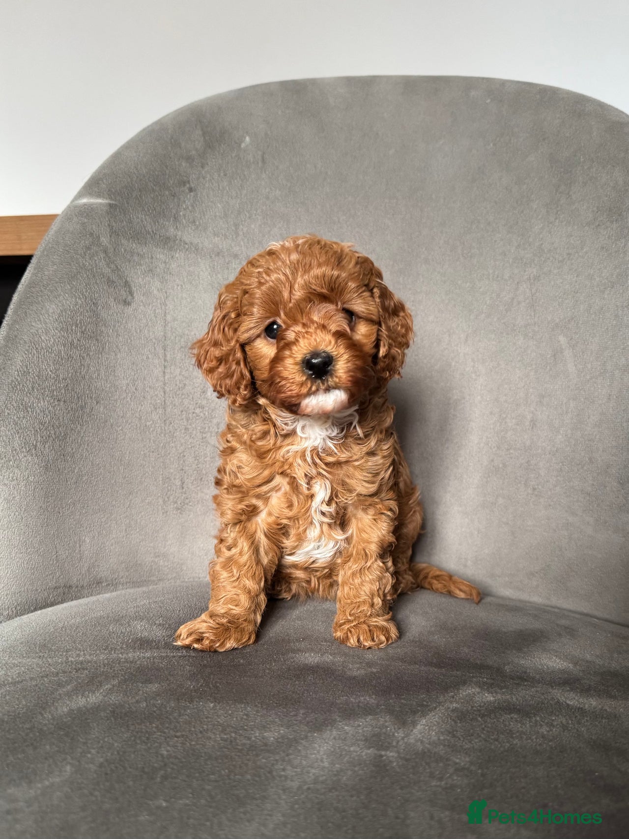 Cavapoo dogs for sale in Stockport - Advert 6