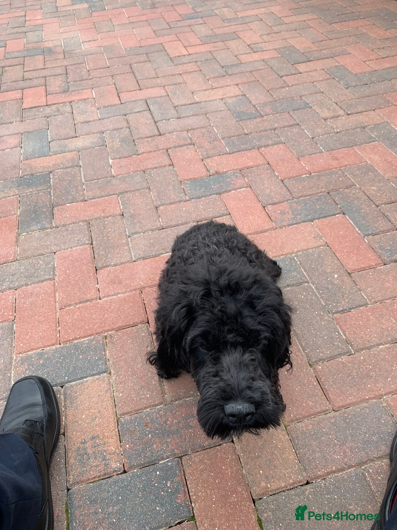 Cockapoo dogs for sale: gorgeous mixed litter of cockapoos  in Diss - Image 10