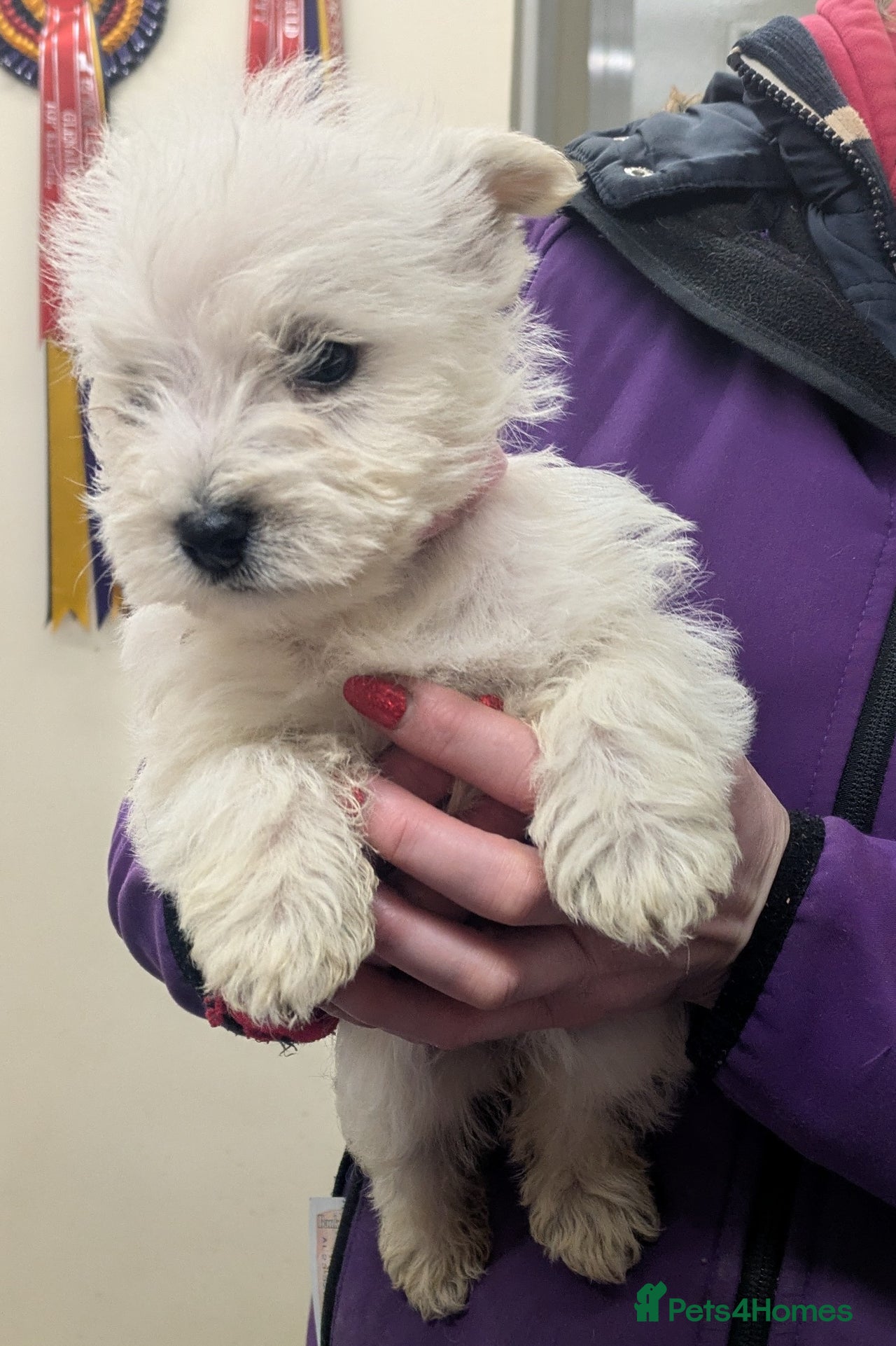 West Highland Terrier dogs for sale in Strathaven - Advert 12